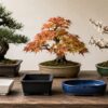 黒松やモミジと白・黒・青・茶色のおしゃれな盆栽鉢の種類