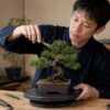 盆栽回転台に載せた松盆栽を剪定する日本人男性