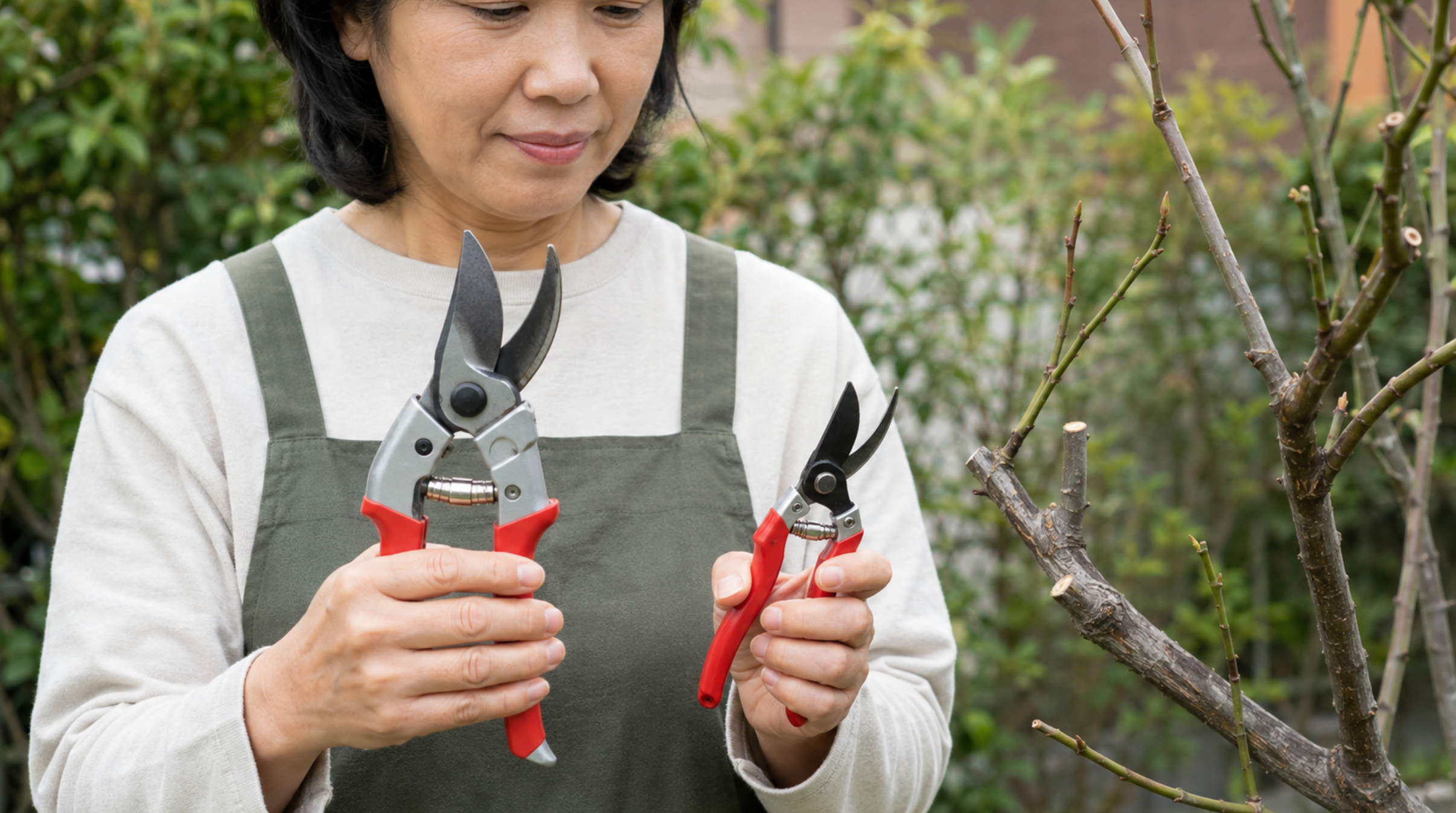 日本人女性が大小2種類の剪定鋏を持ってサイズを比較する様子