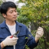 剪定鋏を持って庭木の枝を確認する日本人男性