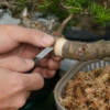 盆栽の取り木で枝を環状剥皮する作業