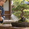 細かなハス口が付いた金属製じょうろを使い、松の盆栽の鉢土に優しく水やりする日本人女性