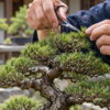 盆栽鋏で松の新芽を整え樹冠を作る芽摘み作業
