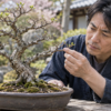 枝先の新芽と胴吹きの状態を確認する盆栽