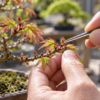 モミジ盆栽の新芽をピンセットで摘み節間の伸びを調整する作業